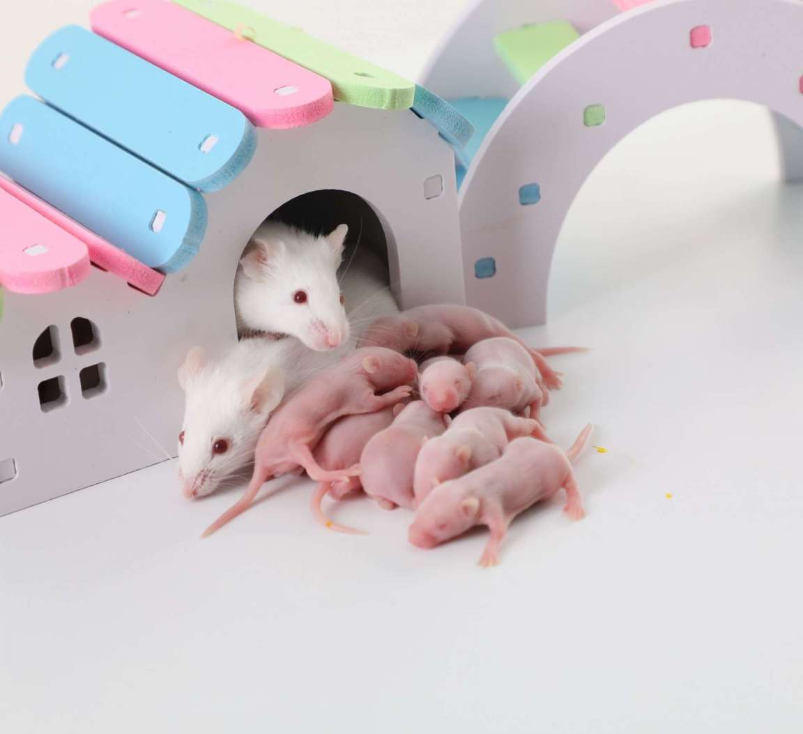 Daren Fucheng Frozen Hopper Weanling Mice For Snake Turtle Reptile Birds Of Prey