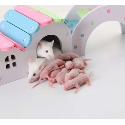 Daren Fucheng Frozen Hopper Weanling Mice For Snake Turtle Reptile Birds Of Prey