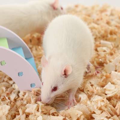 Farm Breed White Frozen Feeder Rats for Snakes Lizards and Birds of Prey from Pinkie to Jumbo Sizes