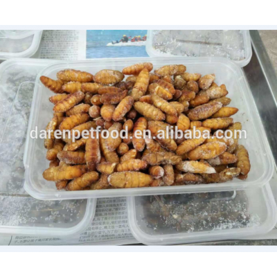 Frozen Feeder Pupae for Pet Birds Amphibians Aquatic Fish Treats