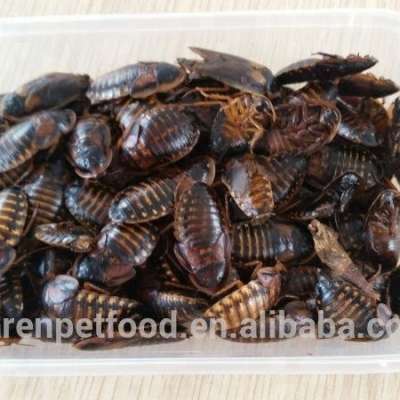 Frozen Feeder Dubia roaches for birds geckos lizards reptile pet treats