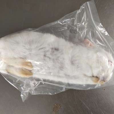 1-3kg Frozen Whole Rabbits For Large Predators Reptiles And Birds Of Prey